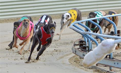 australian greyhound racing results|Greyhound racing banned in NSW: Mike Baird announces ban after spe.